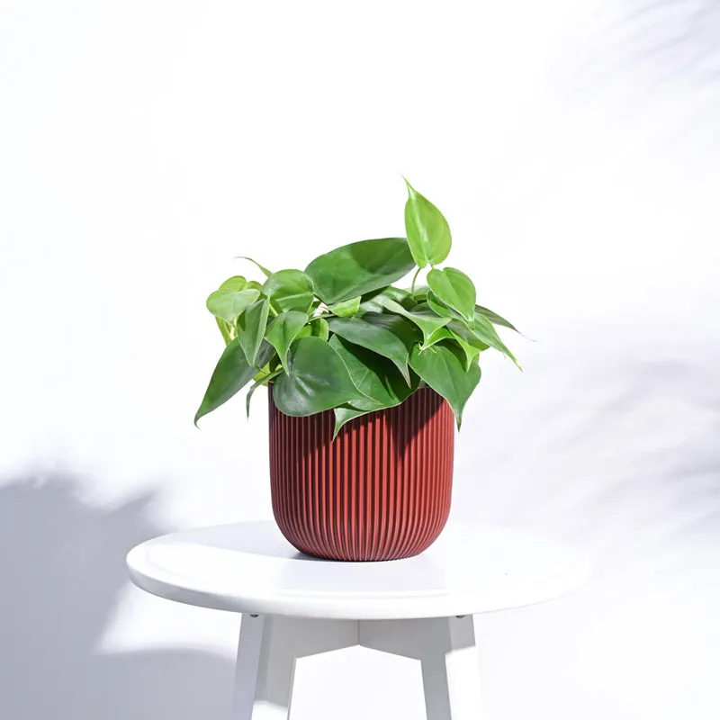 UGAOO Planter Ball Groove - Merlot Red