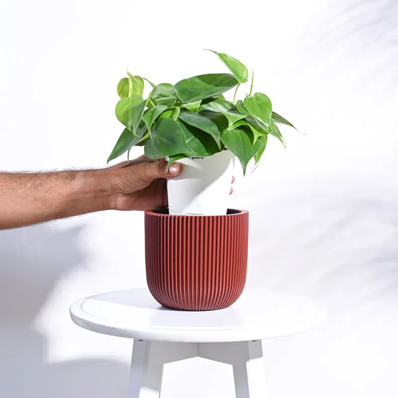 UGAOO Planter Ball Groove - Merlot Red